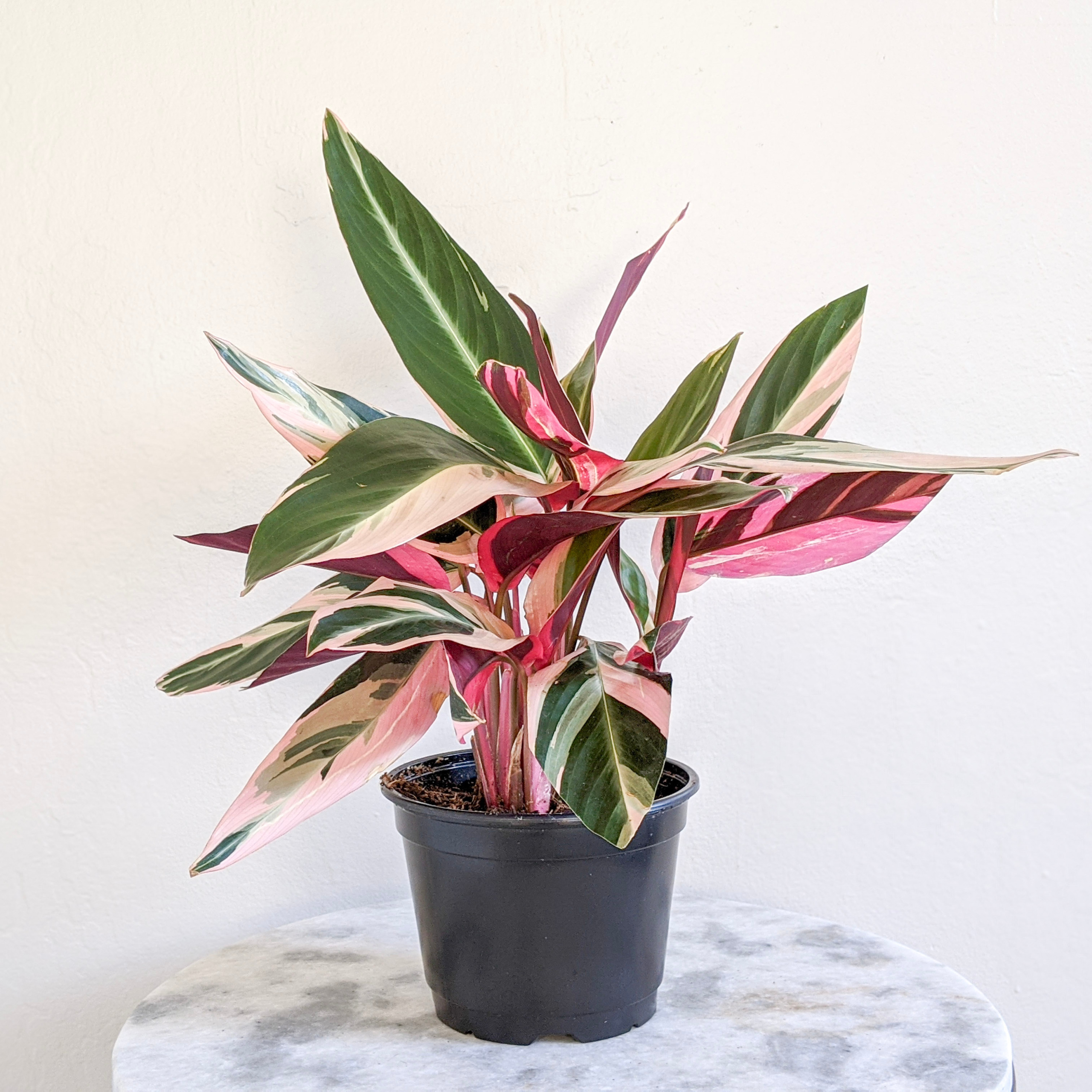 stromanthe triostar | indoor plant delivery | leafy